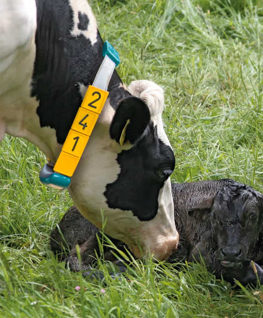 Cowscout Gea Heat Detection 19555 Cowscout Gea Heat Detection 19555