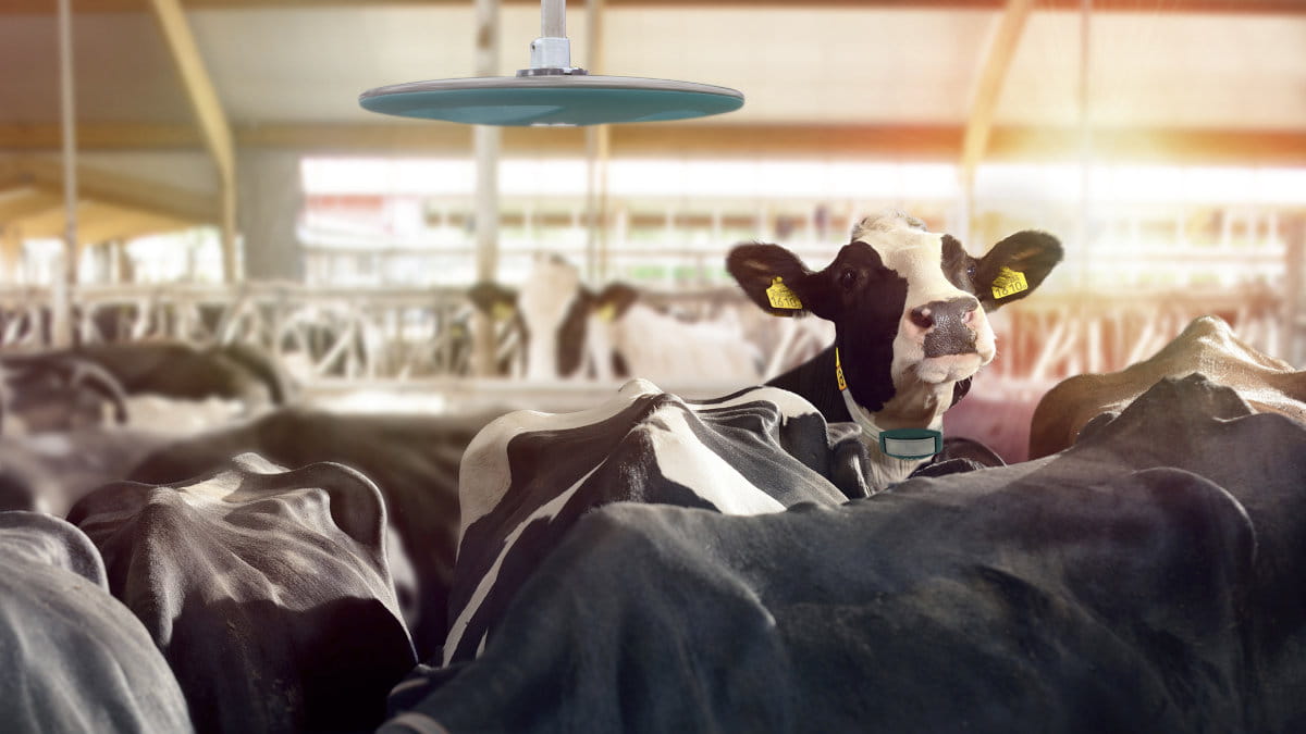 Gea Cowscout Herd Management 19555 Gea Cowscout Herd Management 19555